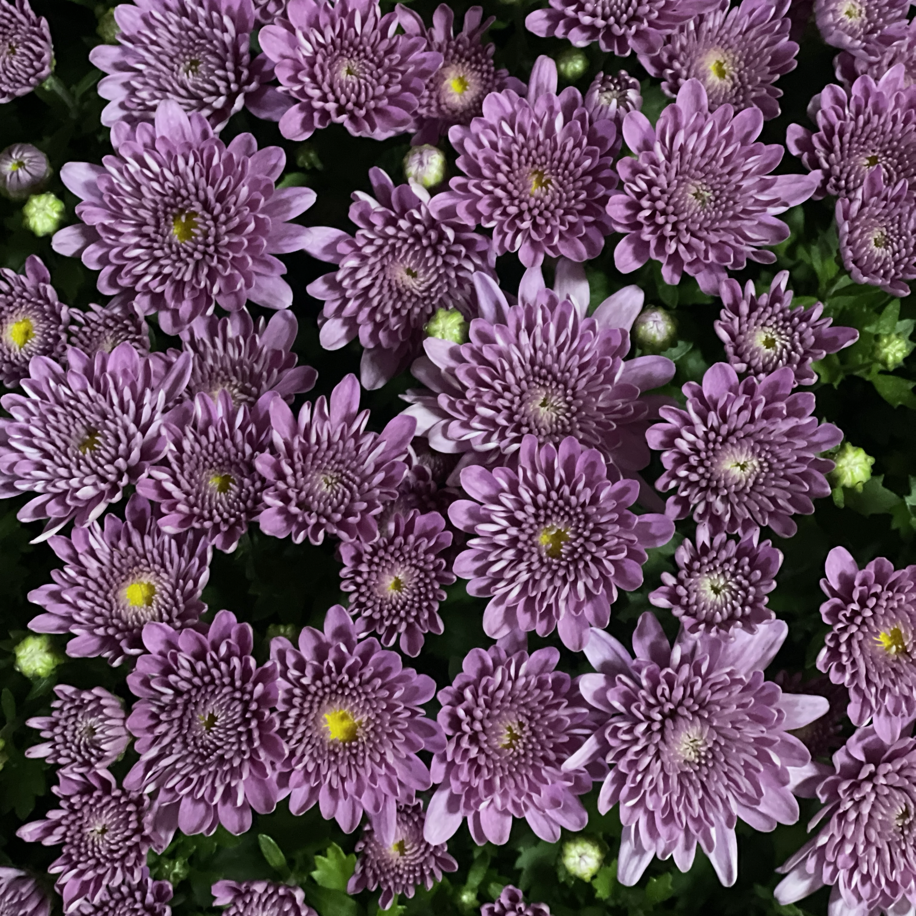 Recent activity shot of NMIXX