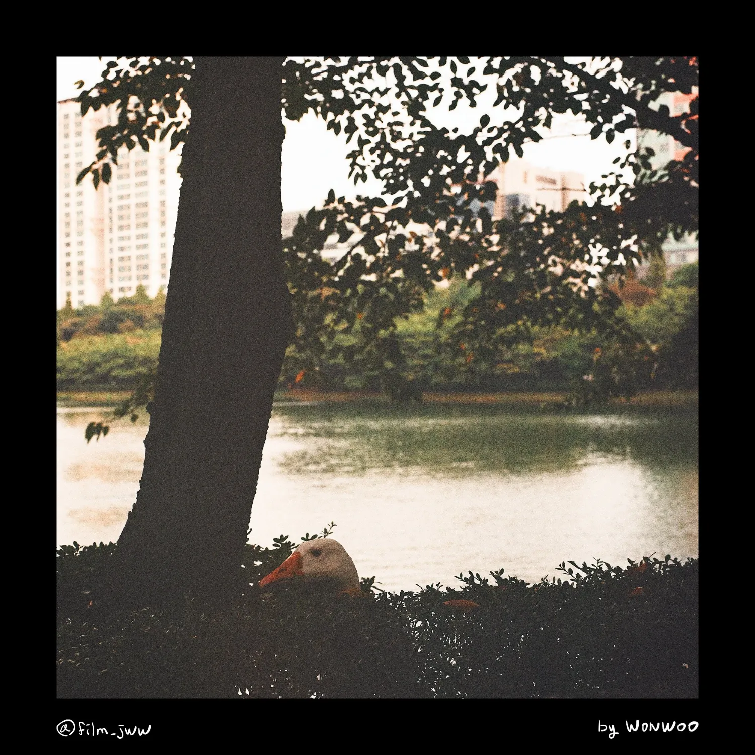 Recent activity shot of Wonwoo (SEVENTEEN)