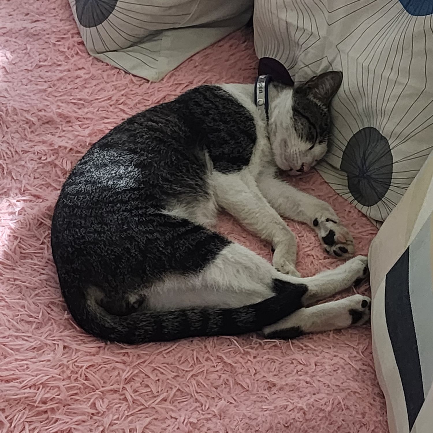 SEVENTEENファンが撮った瞬間