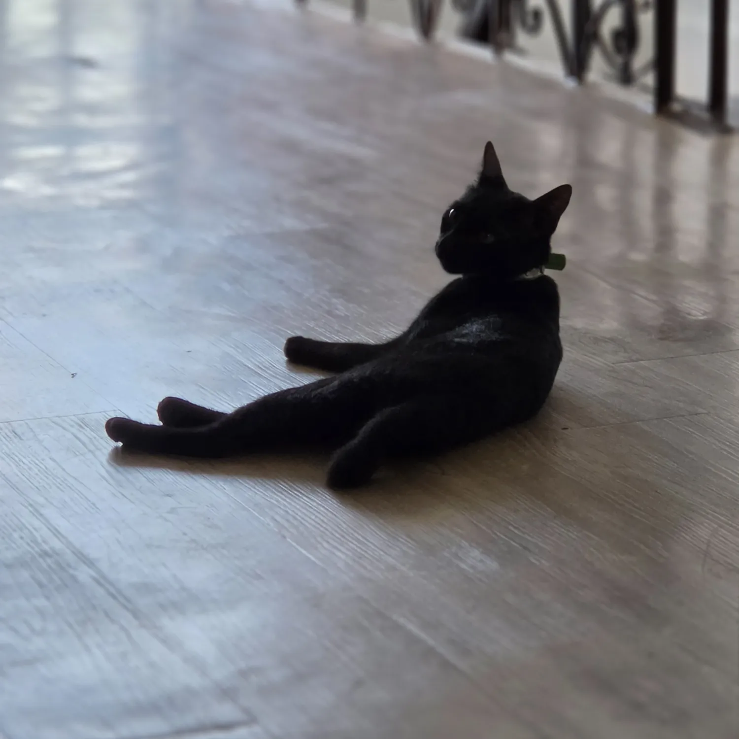 세븐틴 팬이 찍은 순간