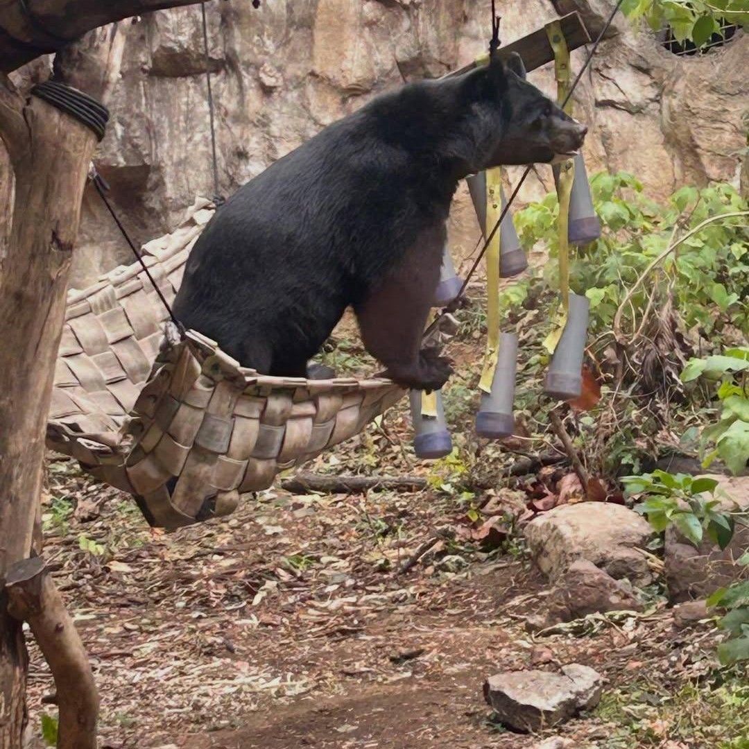 Recent activity shot of Hanbin (TEMPEST)