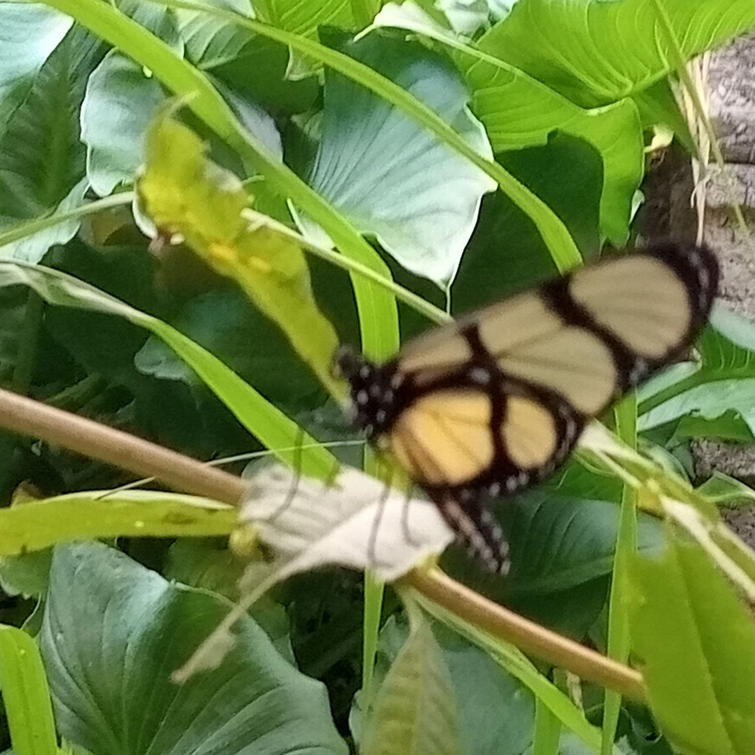 Behind-the-scenes cut of Moonbin (ASTRO)