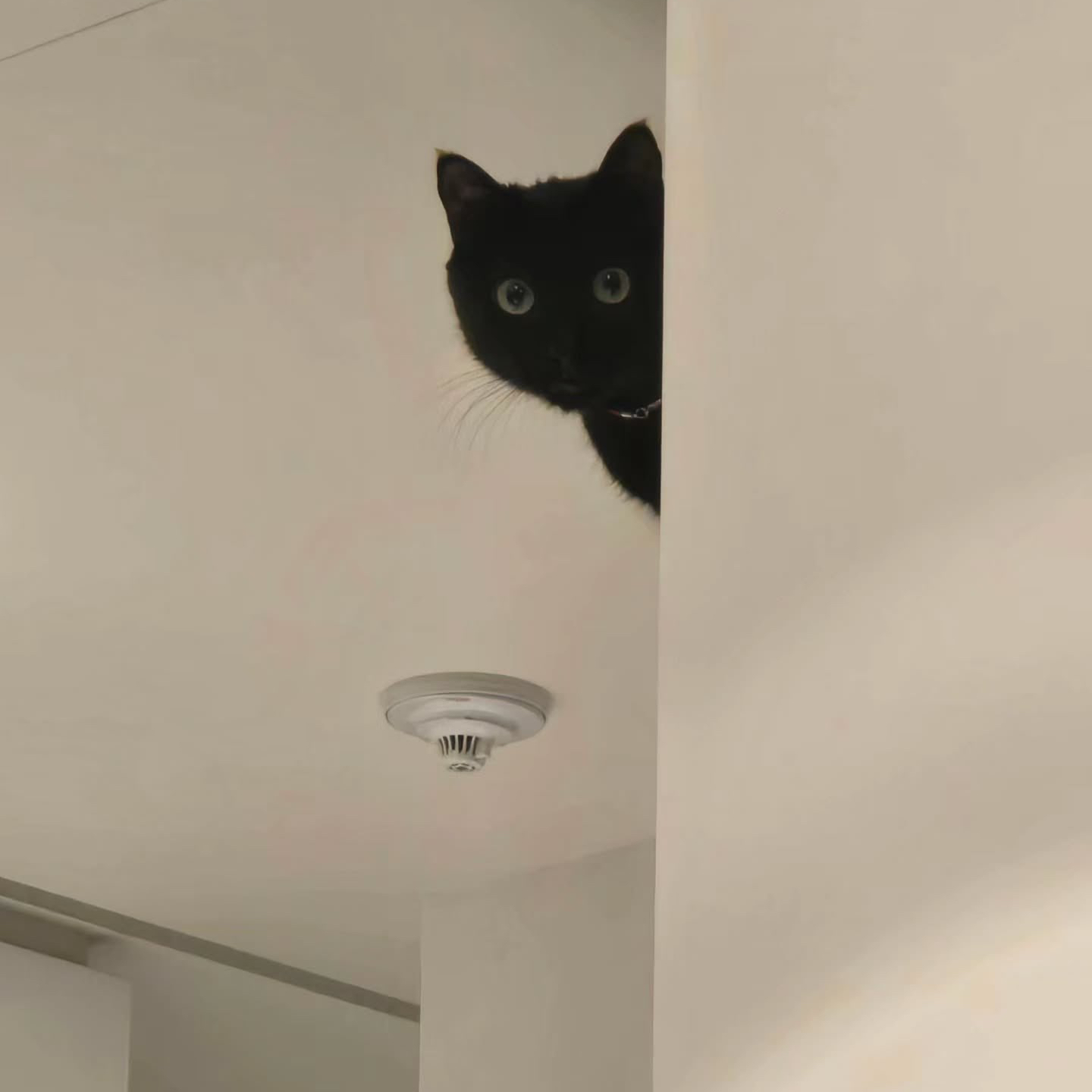 SUGA (BTS)の最新写真