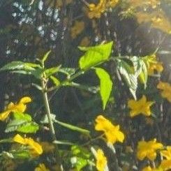 채령 (ITZY)의 최신 사진