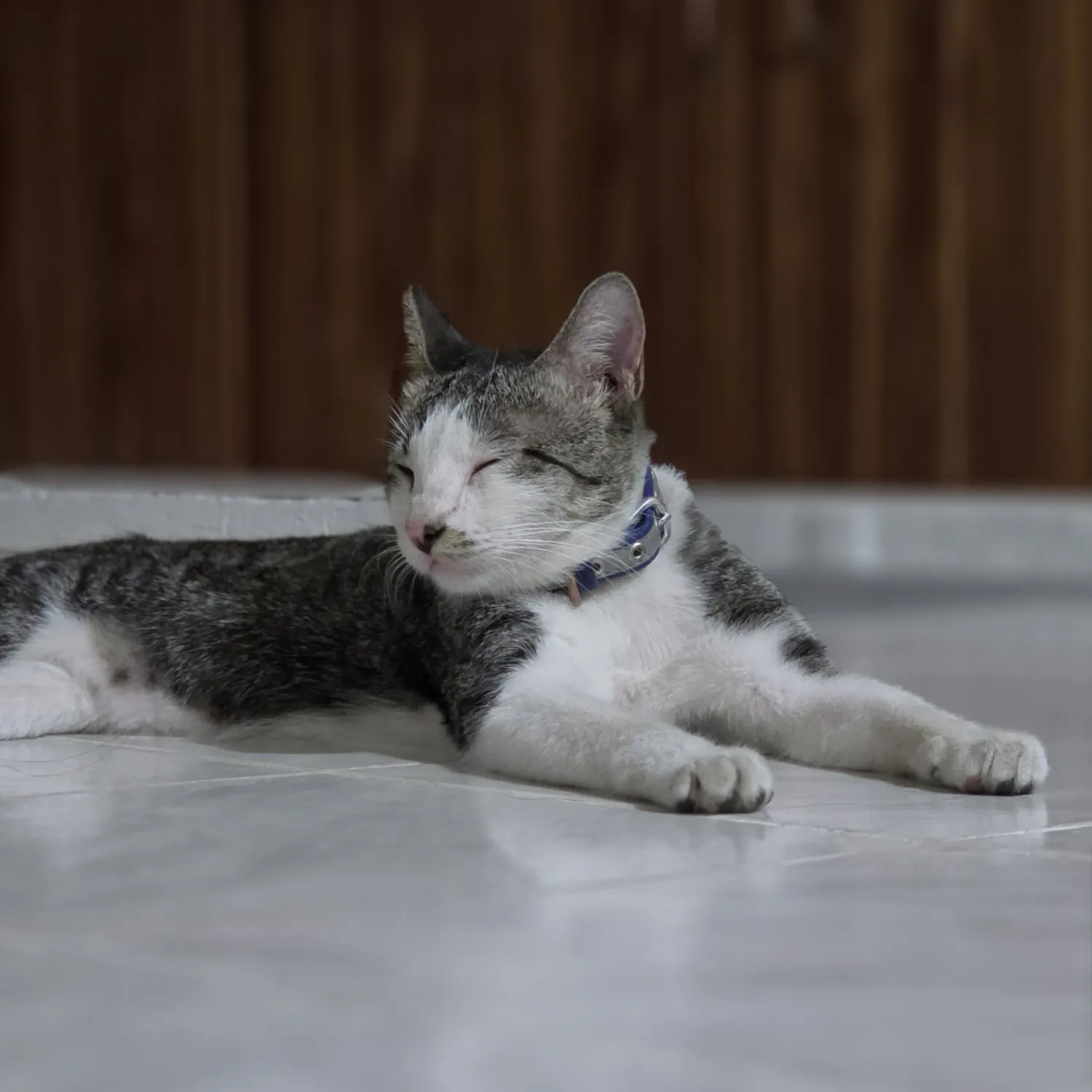 Foto terbaru SEVENTEEN