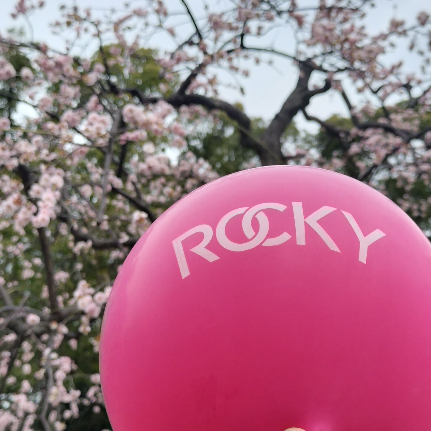 Latest photo of Rocky