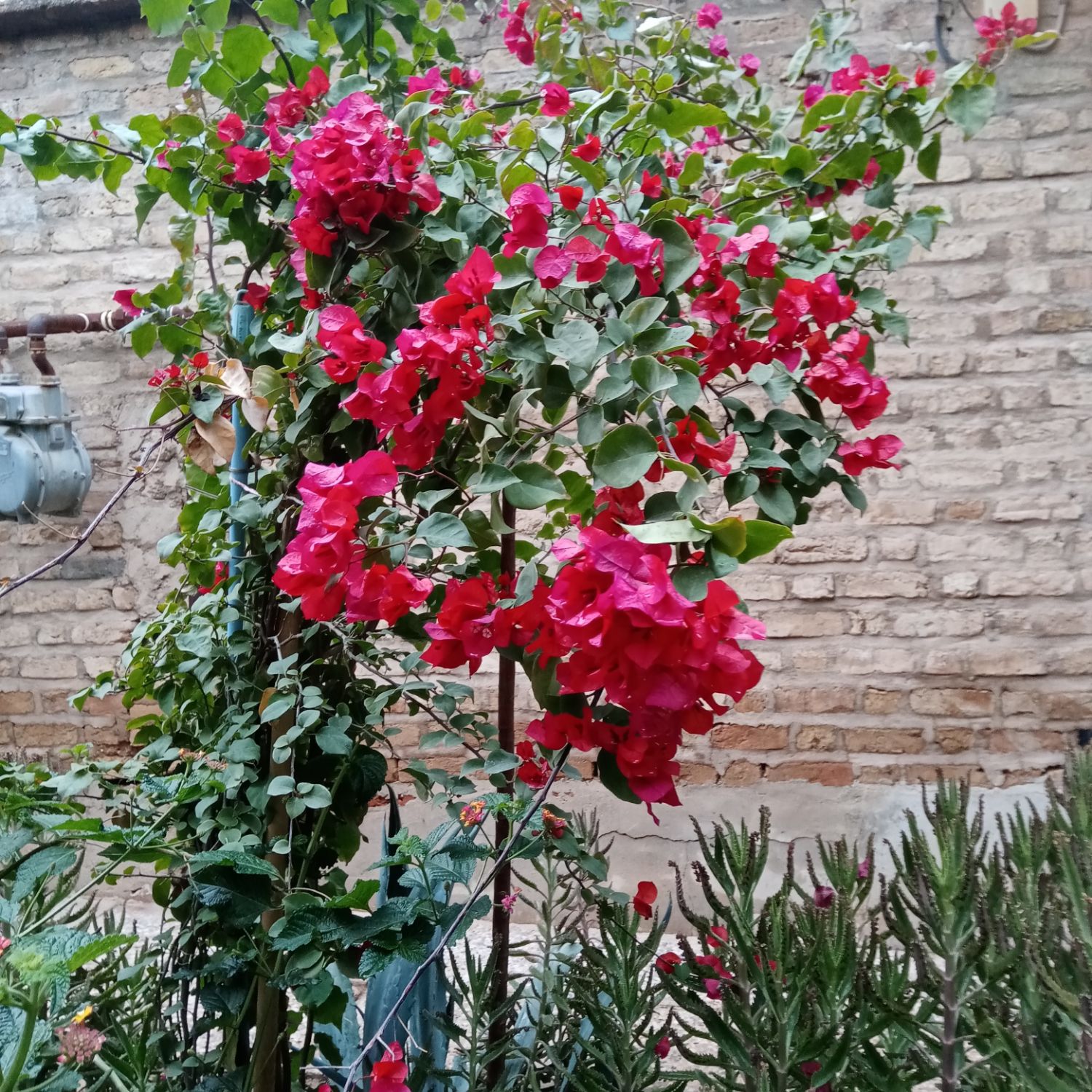 EXO 팬이 찍은 순간