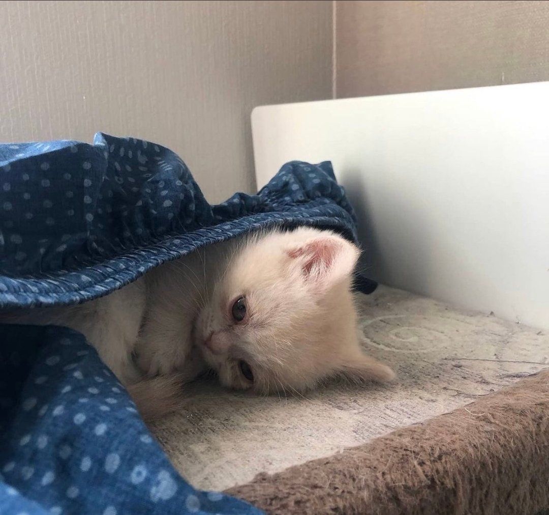 Hot post catching attention from 자유게시판's fandom