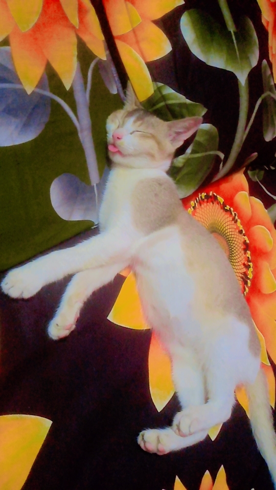 Today's most popular wallpaper in the Yesung (Super Junior) community