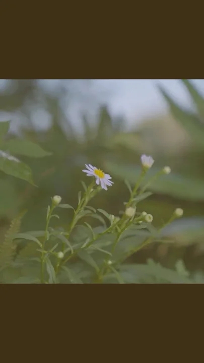 정한 (세븐틴)의 팬들이 직접 만든 특별한 배경화면