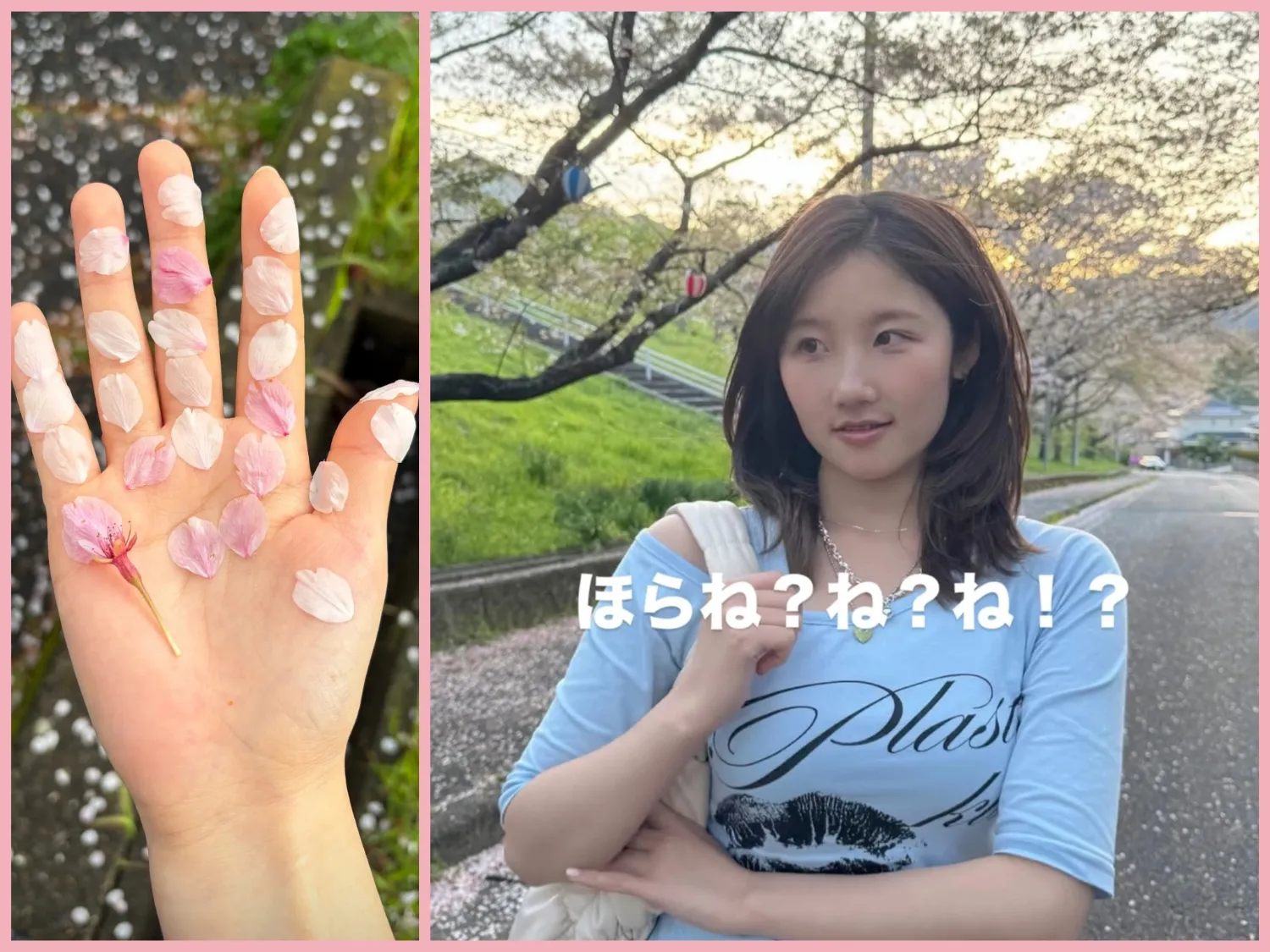 シャナ (Lapillus)の最近の活動写真