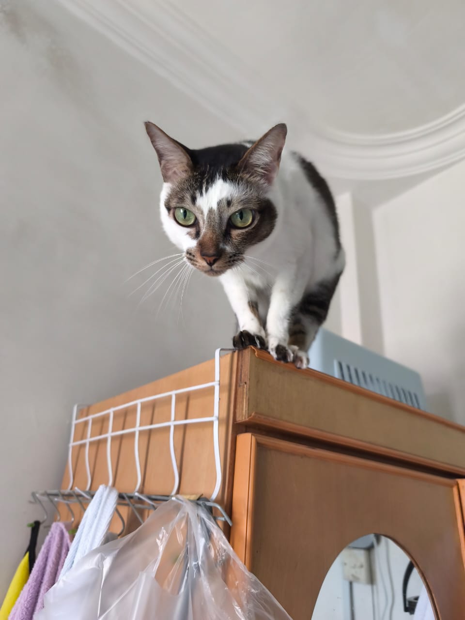 쯔위 (TWICE) 최근 활동샷