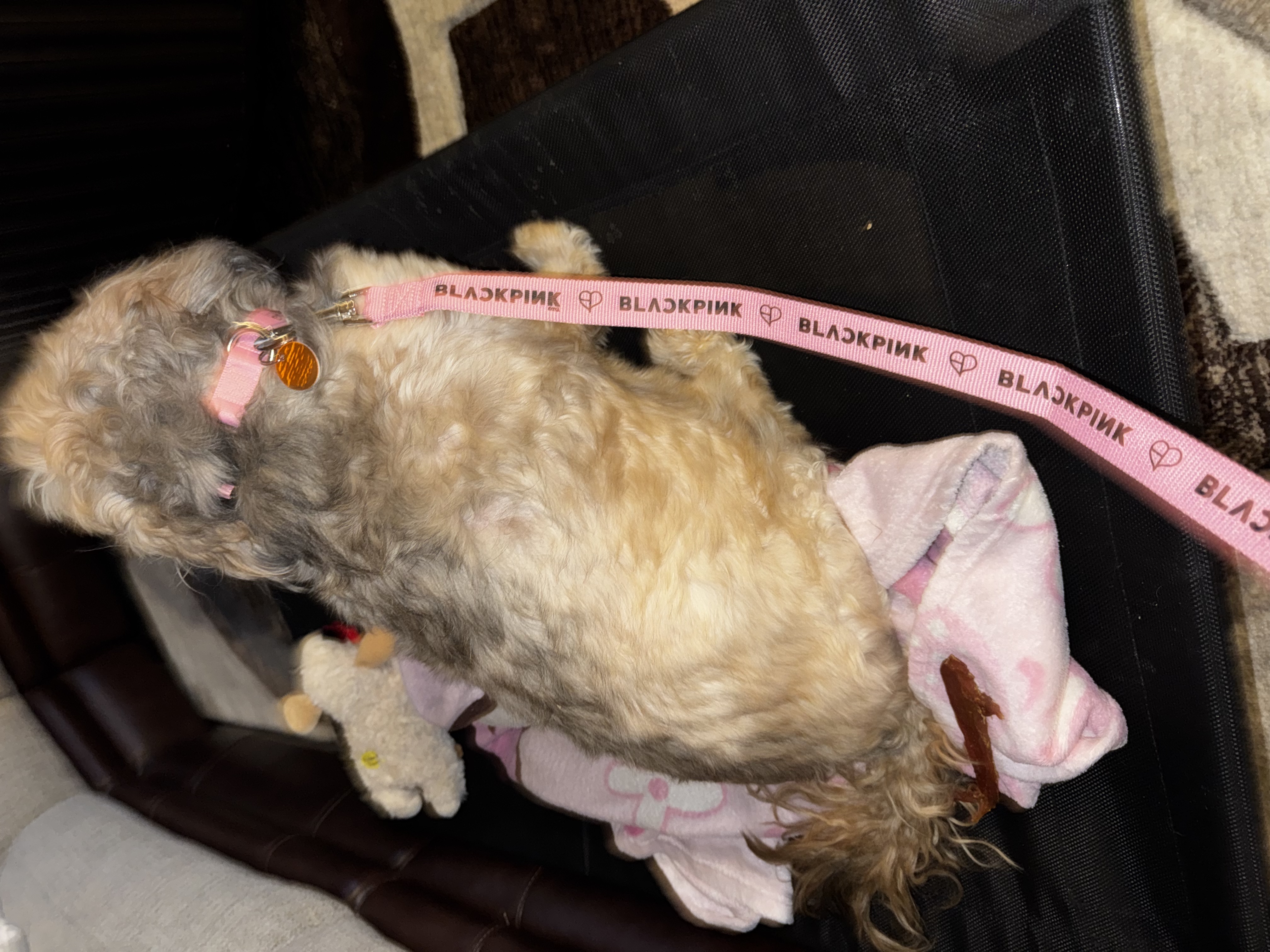 BLACKPINK 팬이 찍은 순간