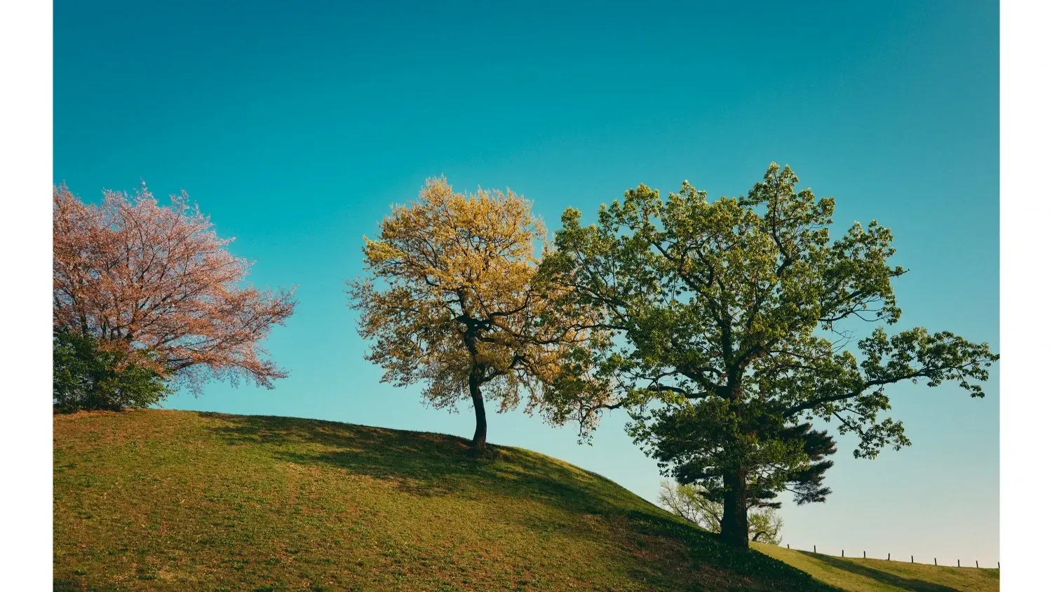 세븐틴 팬이 찍은 순간