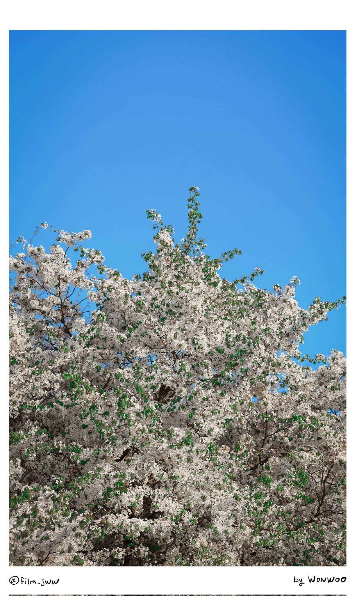 圓佑 (SEVENTEEN)社群今天最受歡迎的桌布