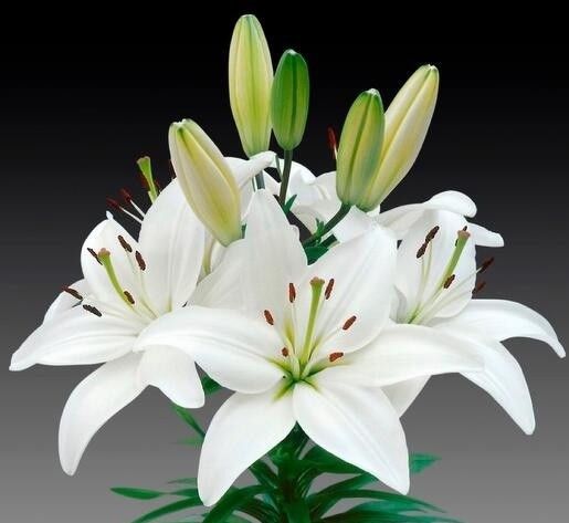 Mako (NiziU)的最新照片