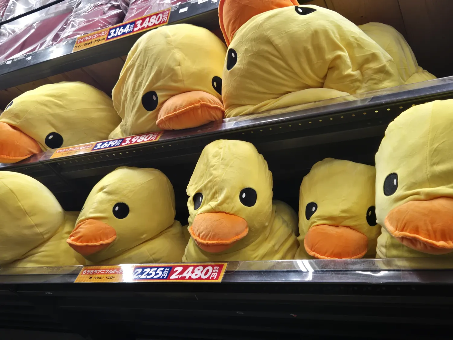 A moment captured by NI-KI (ENHYPEN)'s fan