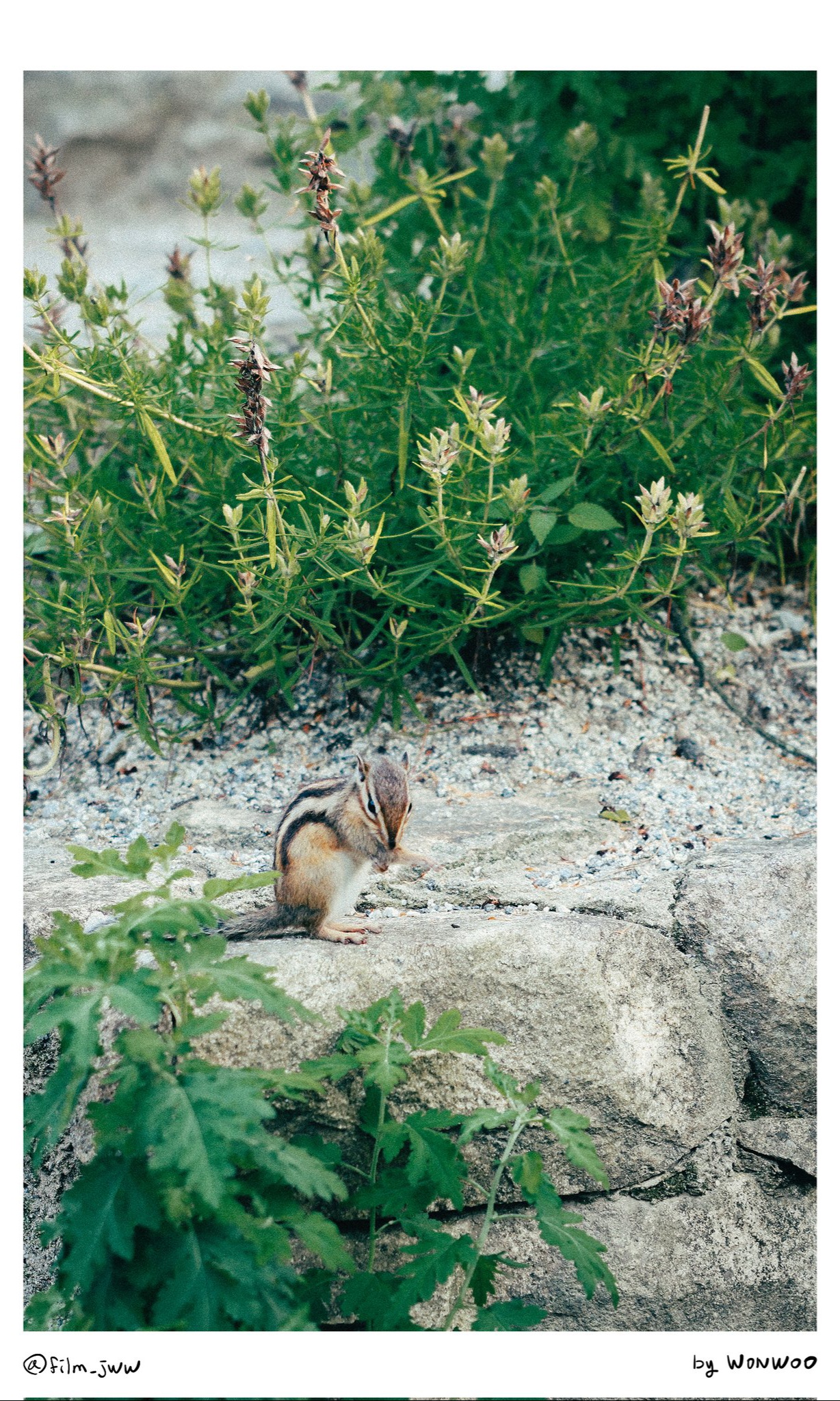 Behind-the-scenes cut of Wonwoo (SEVENTEEN)