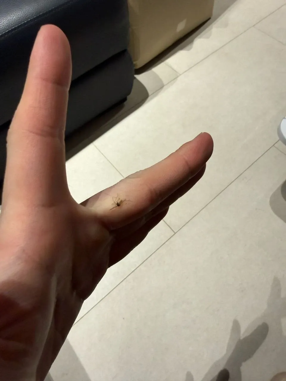 Lee Know (Stray Kids)的幕后花絮