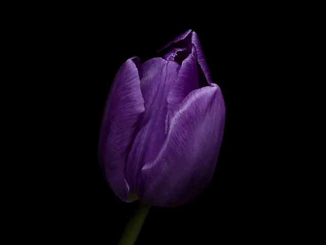 community_articles_contents